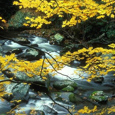 凤凰彩票最新版安卓版